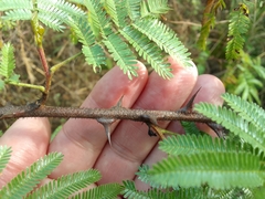 Mimosa tenuiflora