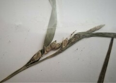 Carex grisea
