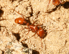 Pogonomyrmex californicus