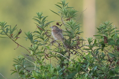 Schoeniophylax phryganophilus