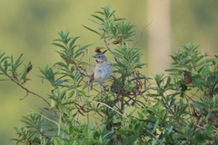 Schoeniophylax phryganophilus
