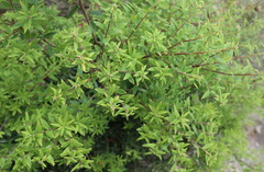 Acrotriche aggregata