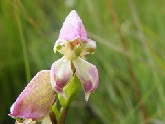 Disperis stenoplectron