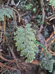 Hymenophyllum frankliniae