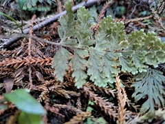Hymenophyllum frankliniae