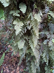 Hymenophyllum frankliniae