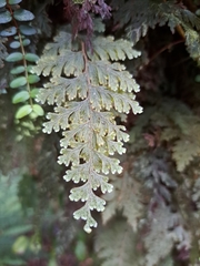 Hymenophyllum frankliniae