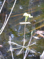 Utricularia inflata