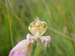 Disperis stenoplectron