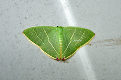 Urolitha bipunctifera