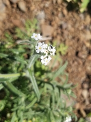 Cryptantha