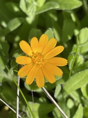 Calendula arvensis