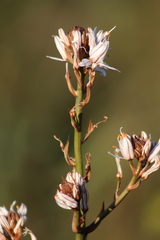 Asphodelus