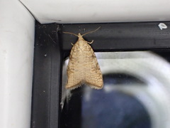 Aleimma loeflingiana