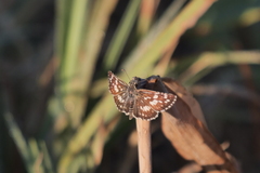 Burnsius orcynoides