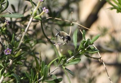 Apinae