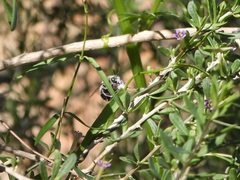 Apinae