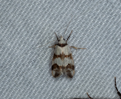 Chezala brachypepla
