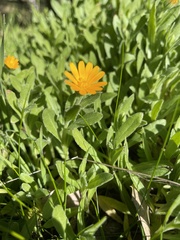 Calendula arvensis