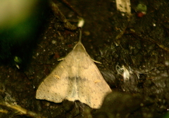 Renia flavipunctalis