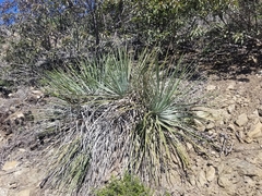 Hesperoyucca whipplei
