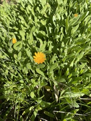 Calendula arvensis