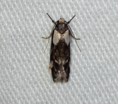 Palimmeces variegata