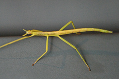 Didymuria violescens