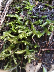 Porella arboris-vitae