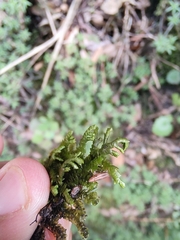 Porella arboris-vitae