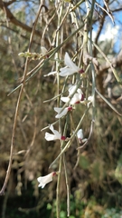 Retama monosperma