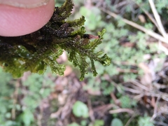 Porella arboris-vitae