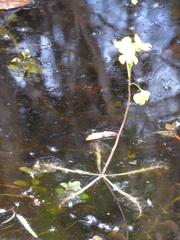 Utricularia inflata