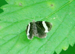 Trichodezia albovittata