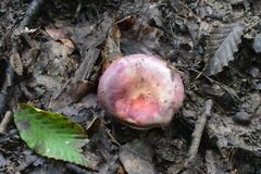 Russula amoenicolor