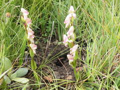 Disperis stenoplectron