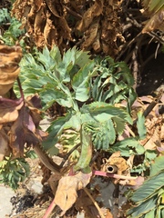 Melianthus major