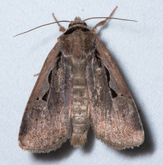 Parabagrotis exsertistigma