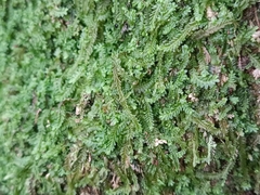 Saccogyna viticulosa