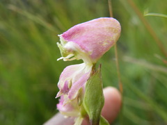 Disperis stenoplectron
