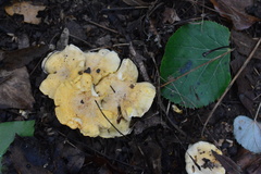 Cantharellus amethysteus