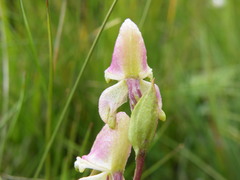 Disperis stenoplectron