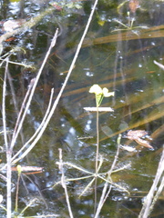 Utricularia inflata