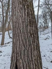 Juglans