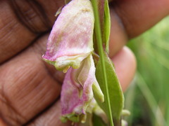 Disperis stenoplectron