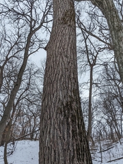 Juglans