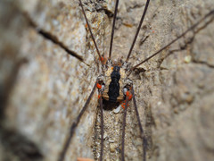 Leuronychus pacificus