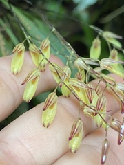 Specklinia grobyi