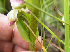 Disperis stenoplectron