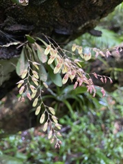 Specklinia grobyi